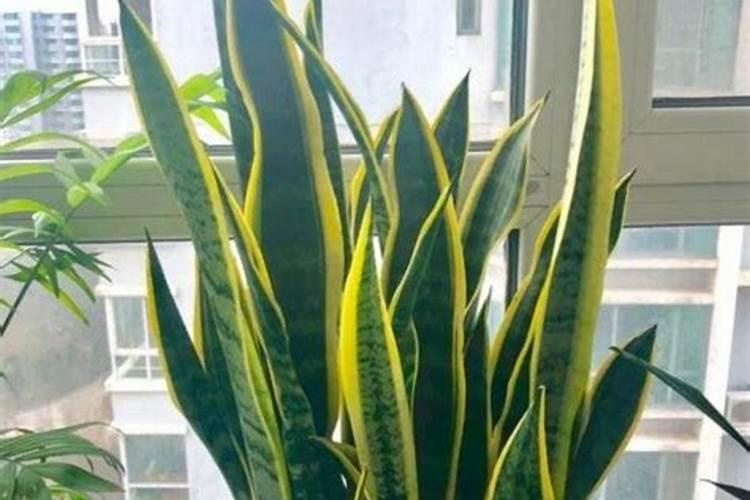 移栽的海棠花发芽之后枯萎,是怎么回事？