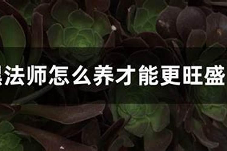 白茶可以冷泡吗
