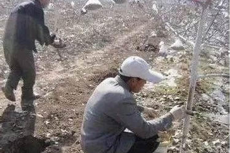 石榴树多久浇水一次 石榴树生长需要多久浇水一次呢？