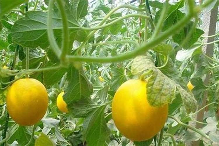 请问老师种香瓜如何施肥瓜质量好产量也高呢？