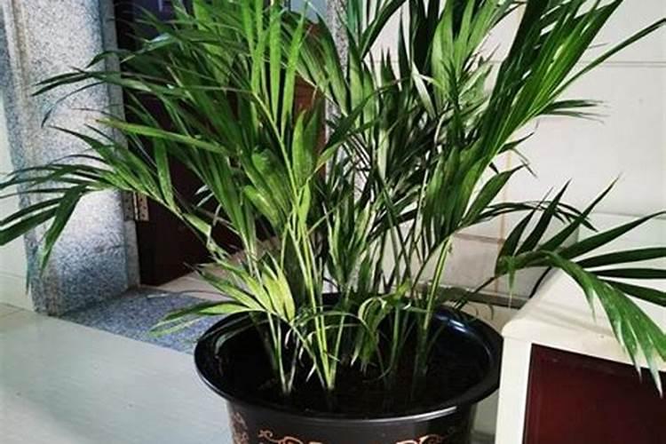 百香果的种植条件是什么