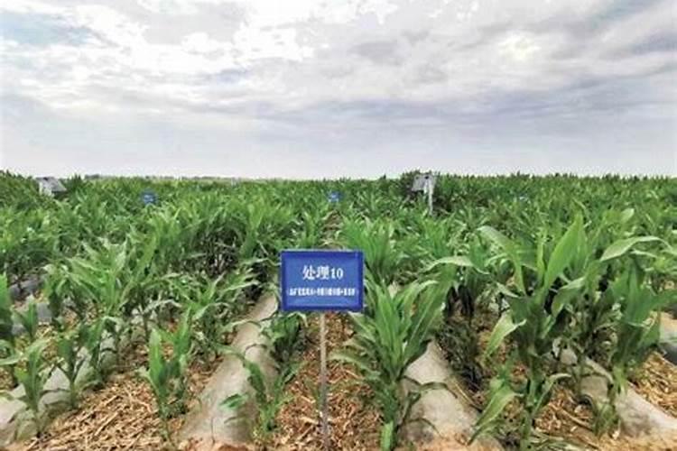 种植海带苗有什么技巧