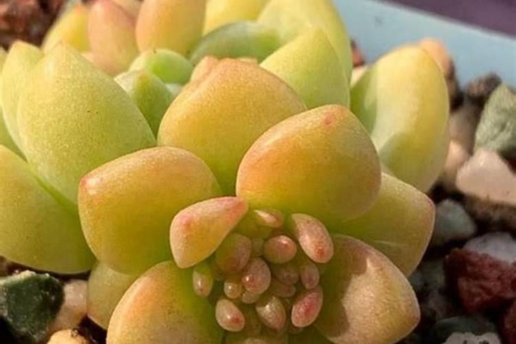 梅花的栽培管理要点有哪些？