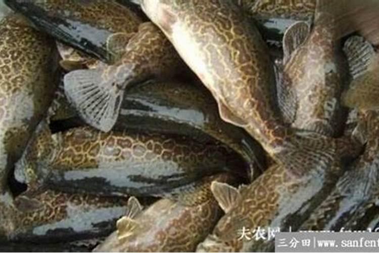 鱼塘里的水盐度4—5度可以养桂鱼吗？