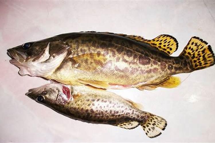 桂花用什么肥料最好最旺养好