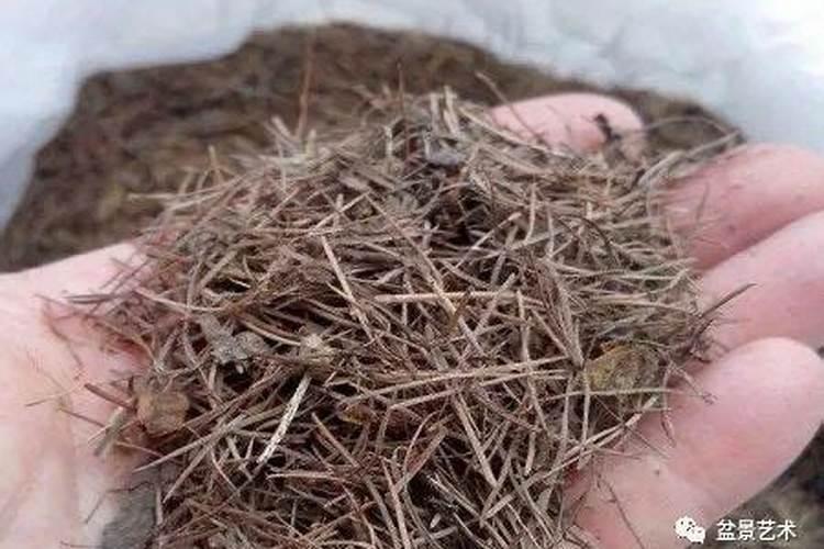绿萝喜欢什么肥料