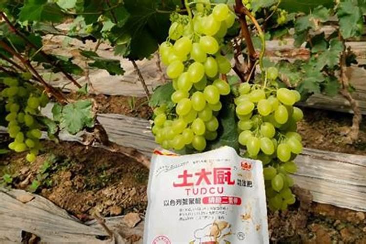 茶叶采摘时可以用鱼蛋白加磷酸二氢钾防冻呢
