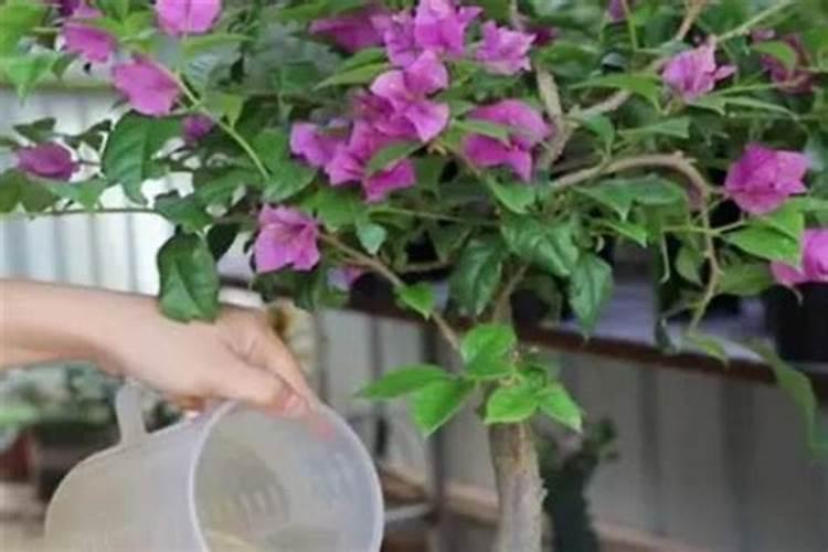 花生需要施什么肥结果多