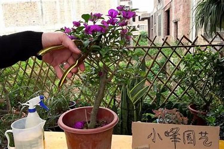 大棚桃树花后坐果期如何管理？