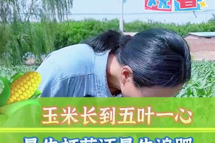 李子如何施肥 李子施肥方法和注意事项