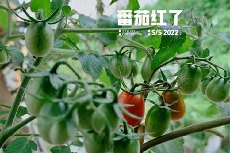 葡萄酸钙片的作用