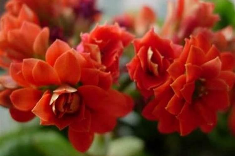 长寿花适合什么肥料