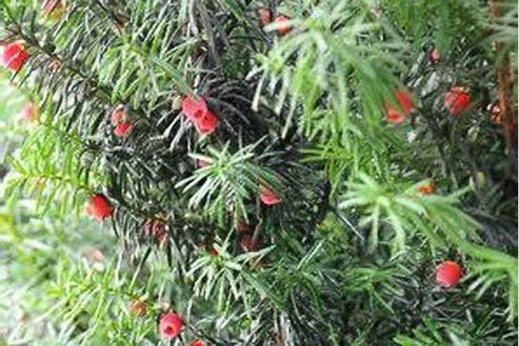 红豆杉培养土要怎么配