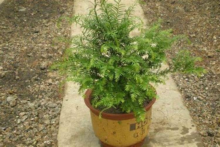 刚种植的大蒜,用什么肥料做底肥比较好？
