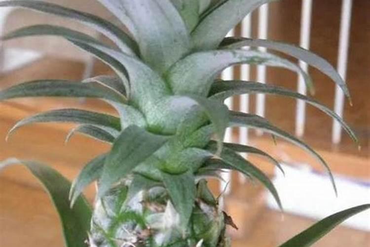 木醋液厂家