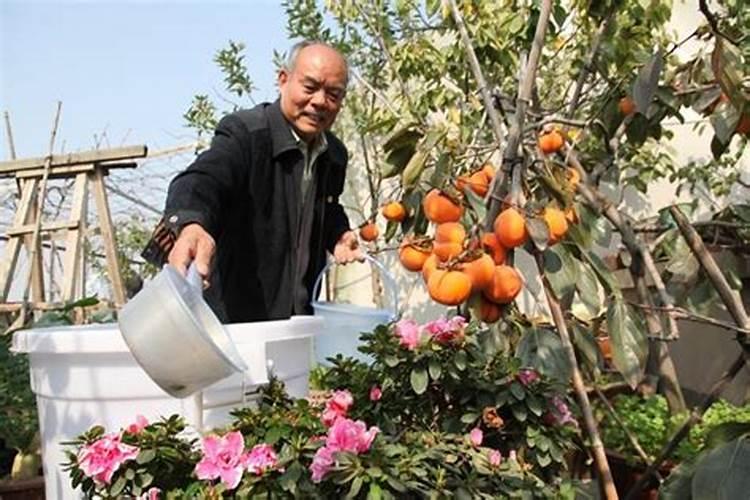 水溶肥尿素加的比例