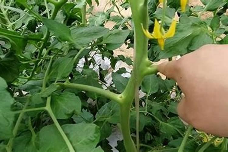 油菜用什么肥料最好