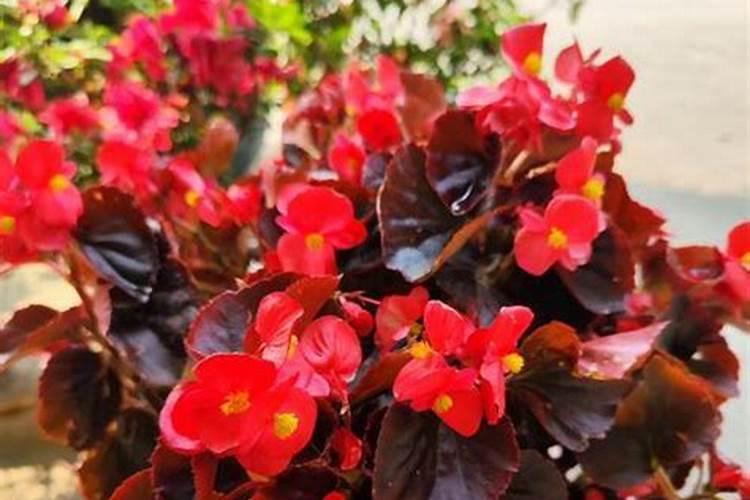 月季花夏季施什么肥好
