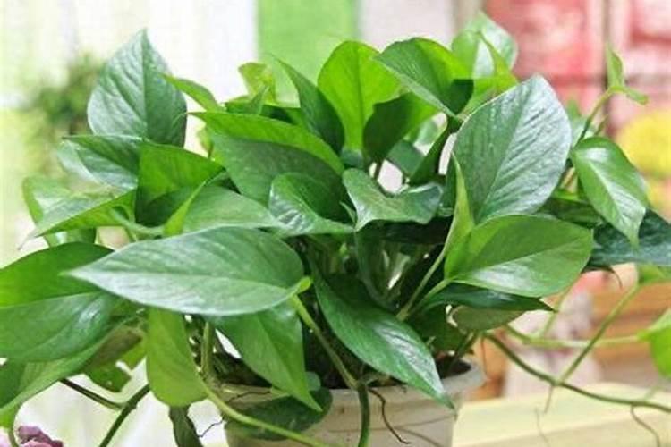 空心菜施什么肥料最嫩