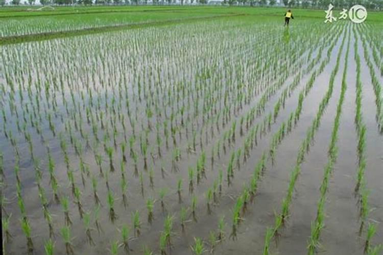 大棚阴天下雨可以打叶面肥吗？
