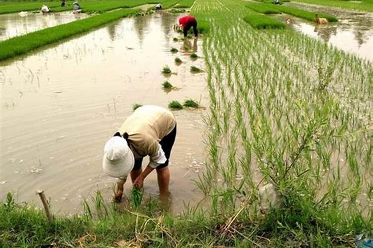 大棚阴天下雨可以打叶面肥吗？