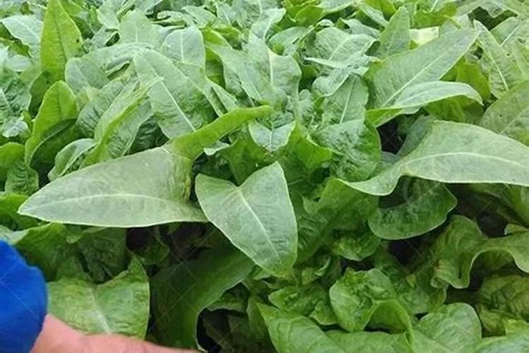 莴笋需要什么肥料