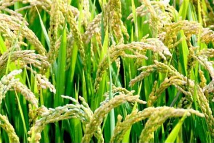 水溶肥可以不兑水用吗 水溶肥料兑水比例是多少