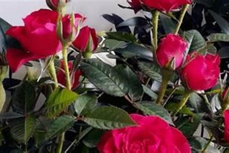 玫瑰花多久施一次肥 要施什么肥料
