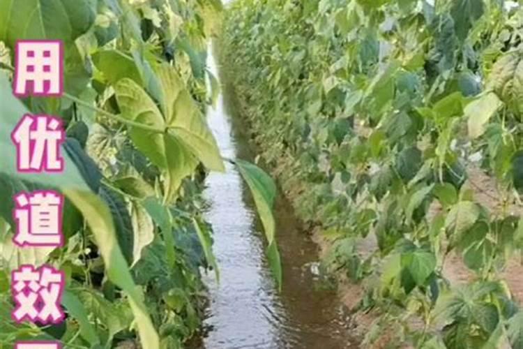 贡柑的种植技巧 贡柑养殖需要注意什么