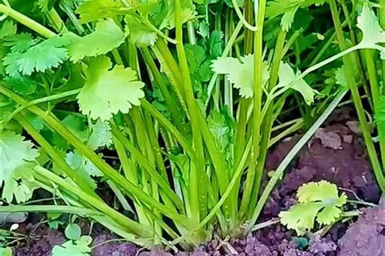 香菜施什么肥料长得快