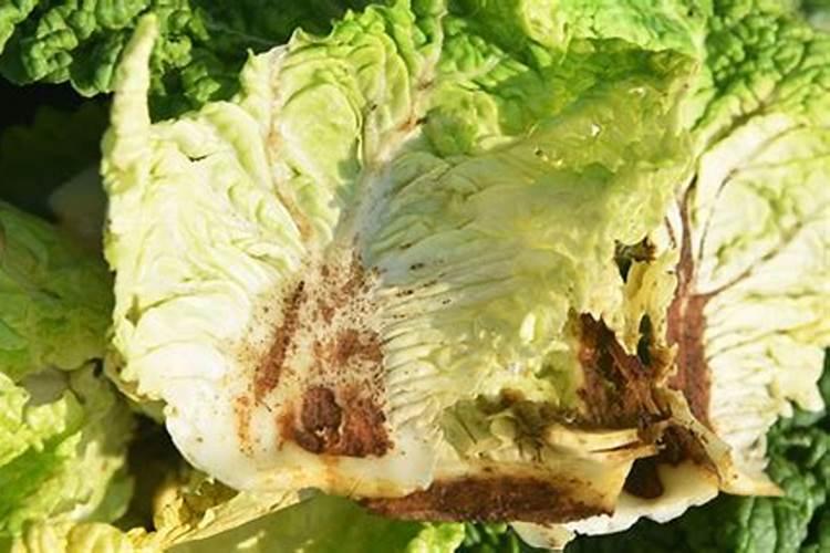 钙镁硼叶面肥200克喷洒白菜或萝卜可以多少棵？