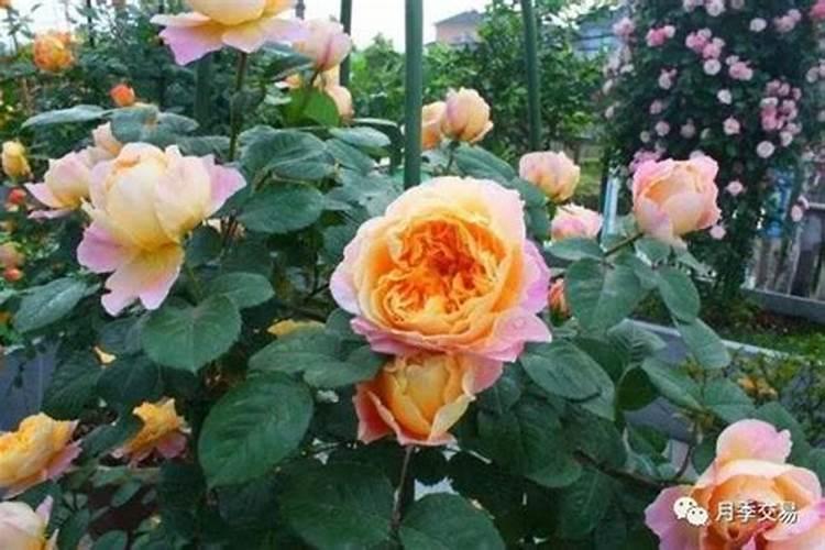 果树施硼肥怎么操作？果树施硼肥有什么用？