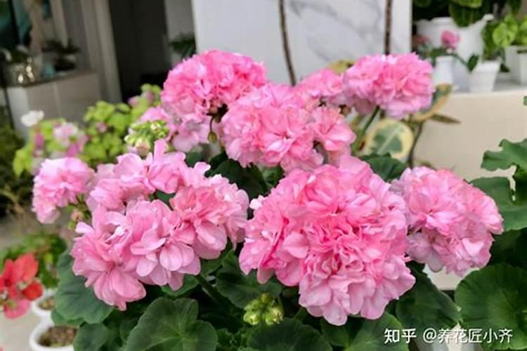 红蒜施肥过多,叶子发黄怎样处理？