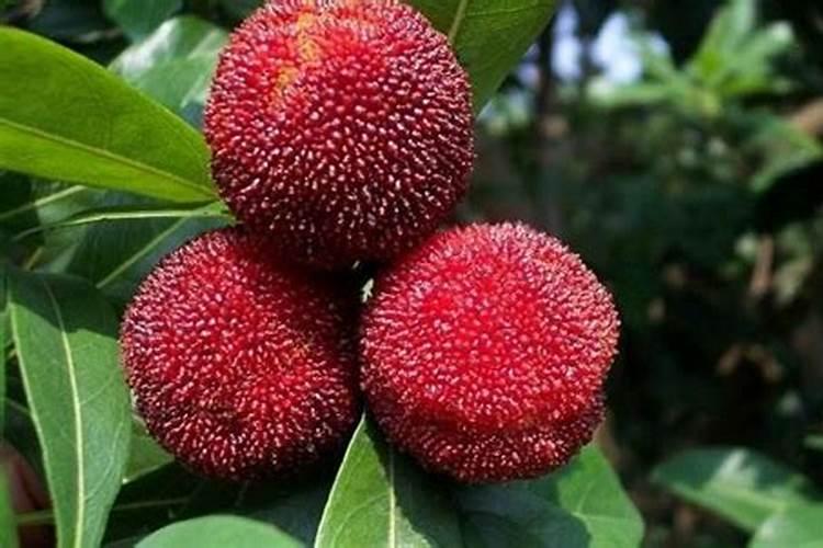 杨梅施钾肥什么时候最好？