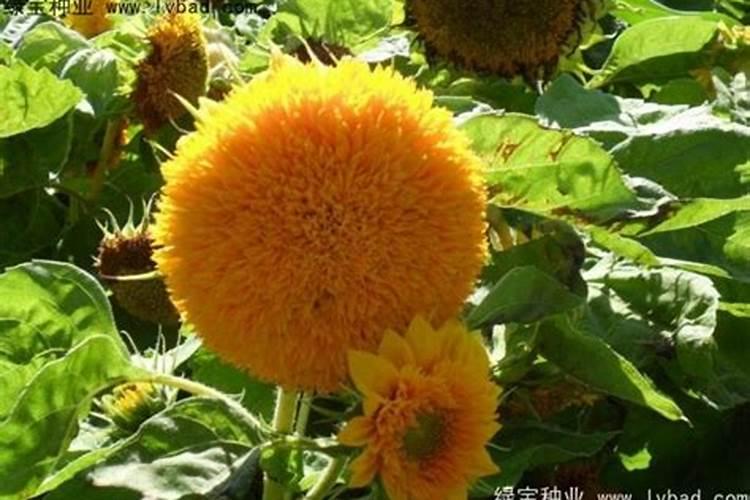 向日葵怎么施肥