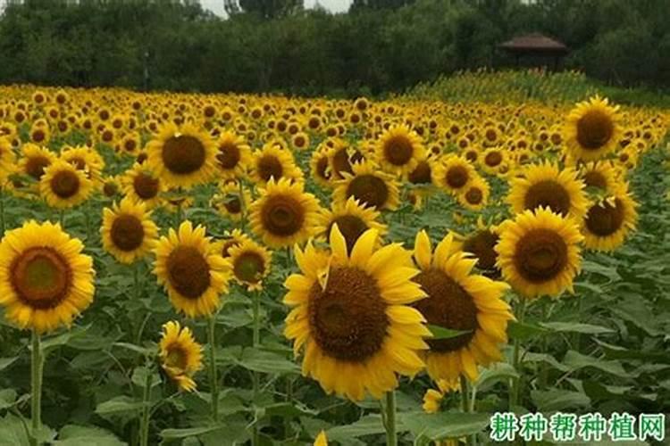 向日葵种植技术