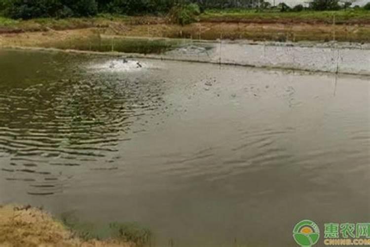 一吨水可以用芸苔素内酯原药多少量在荔枝上少克？