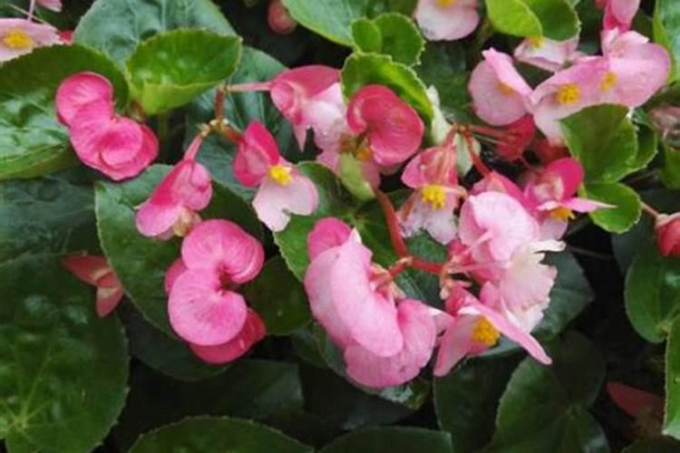 海棠花施什么肥好