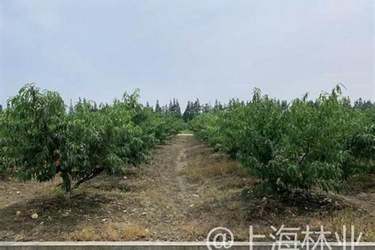 桃子成熟前多少天施钾肥