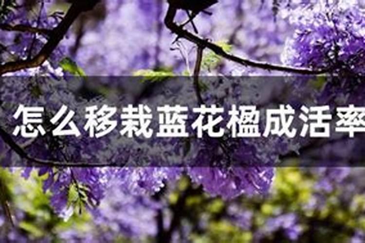 花使什么肥料叶子大(花卉用什么叶面肥)