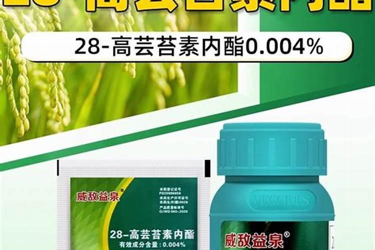 大白菜使用芸苔素内酯的技术和注意事项是什么？