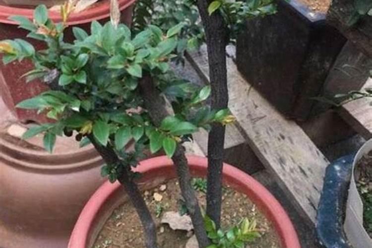 黑骨茶用什么肥料最好