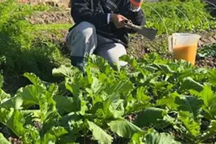 含磷最多的花肥,是啥肥料