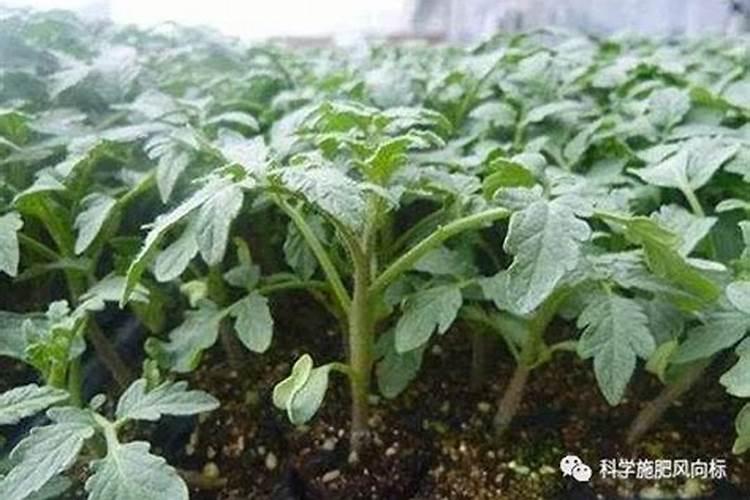钼对动物的营养作用
