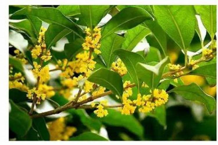 桂花花期怎么浇水