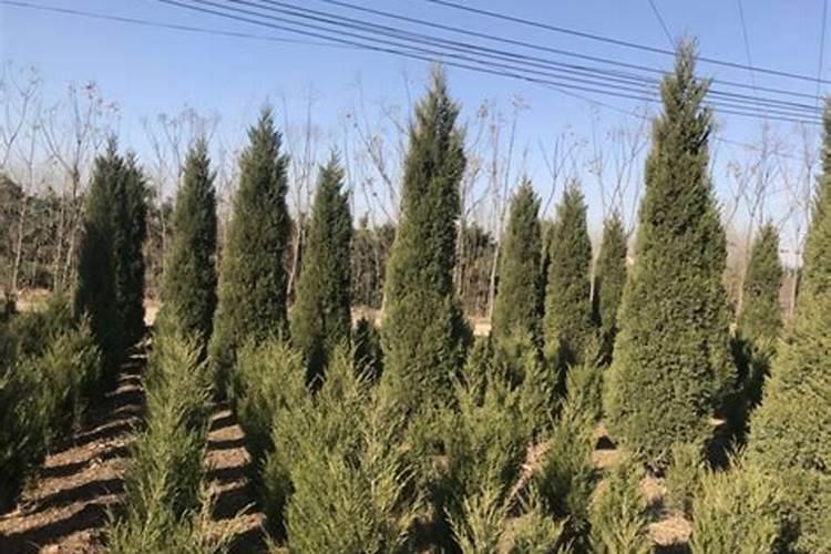 柏树的栽培方法是什么