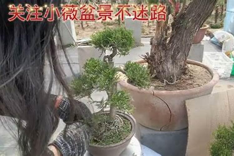 种植柏树注意事项
