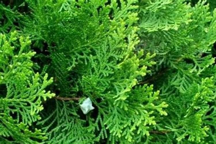 怎样正确使用腐植酸肥料