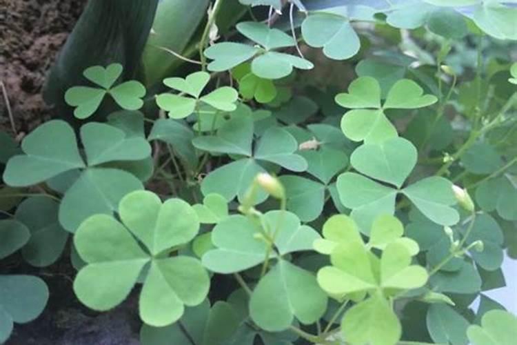 无核沃柑是如何种植？种植过程中应该注意哪些问题？