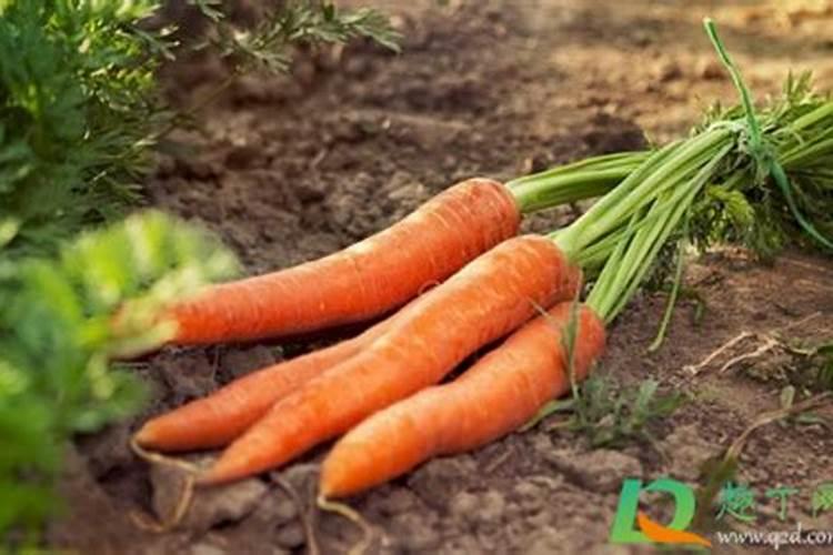 胡萝卜施肥用什么肥料